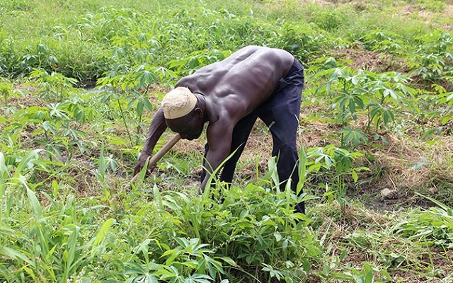Paysans togolais : Pourquoi toujours si pauvres, malgré….?